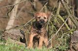BORDER TERRIER 117